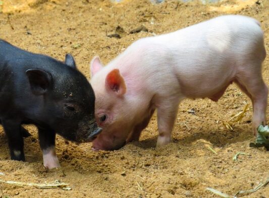 2 pigs in soil pink black
