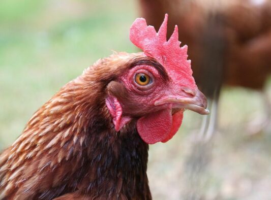 Close up view of a chicken.