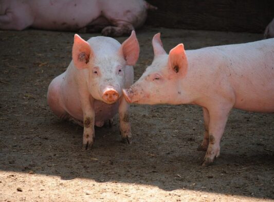 Two young pigs