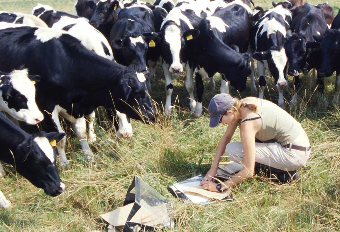 Ros & cows
