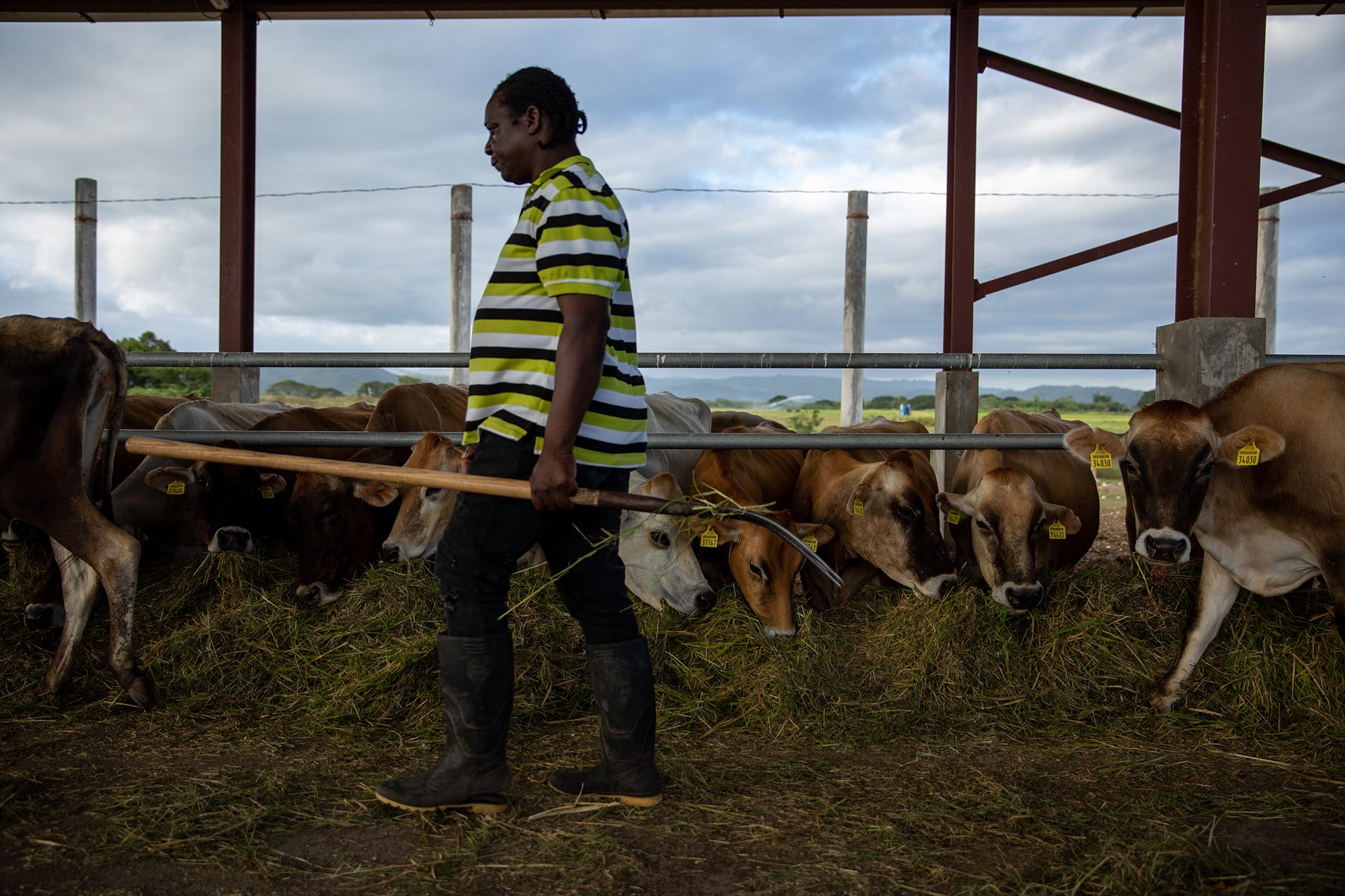 Workers at the RADA Bodles Research Station in Jamaica.