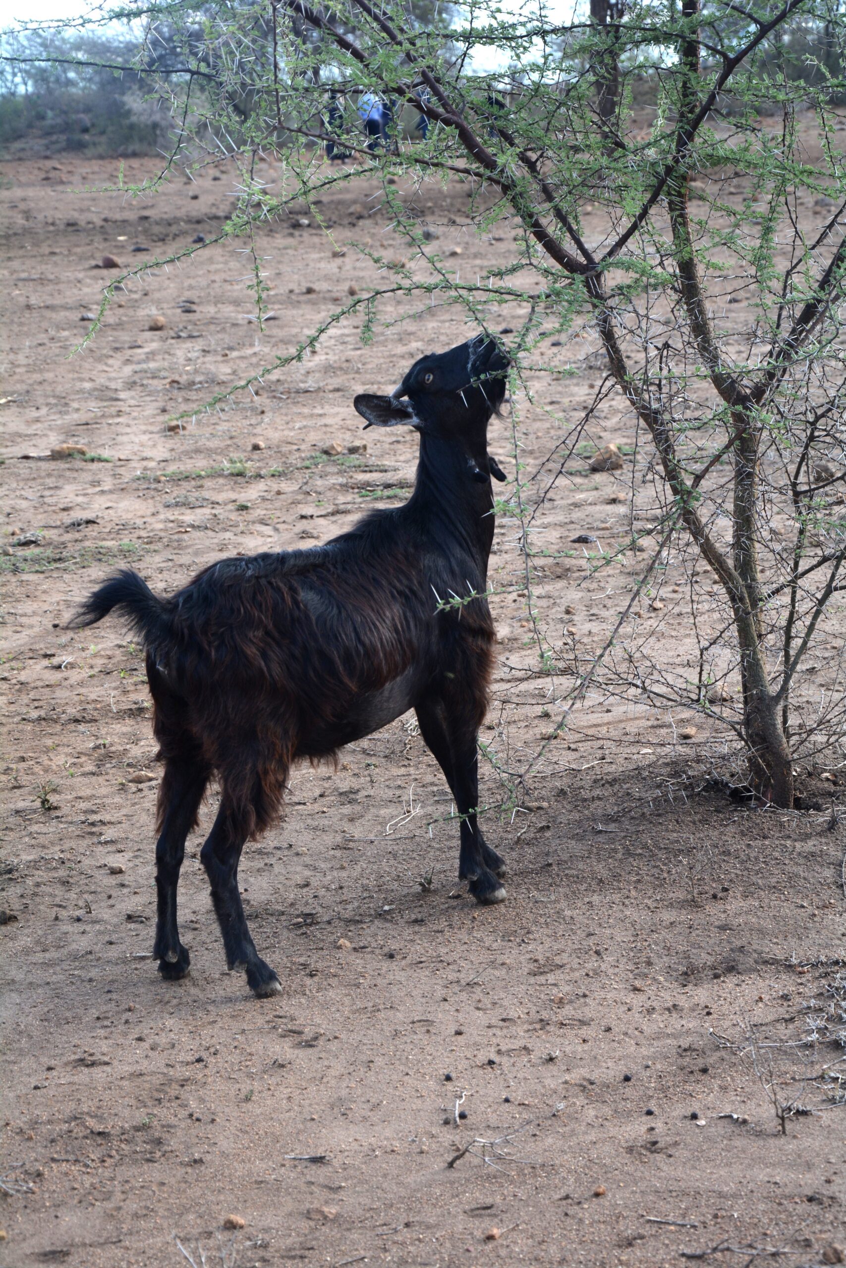goat-5