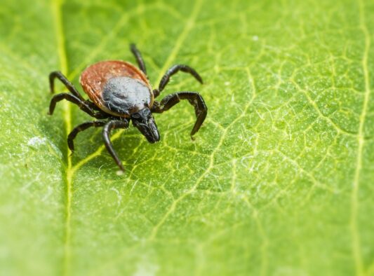 Ixodes ricinus tick
