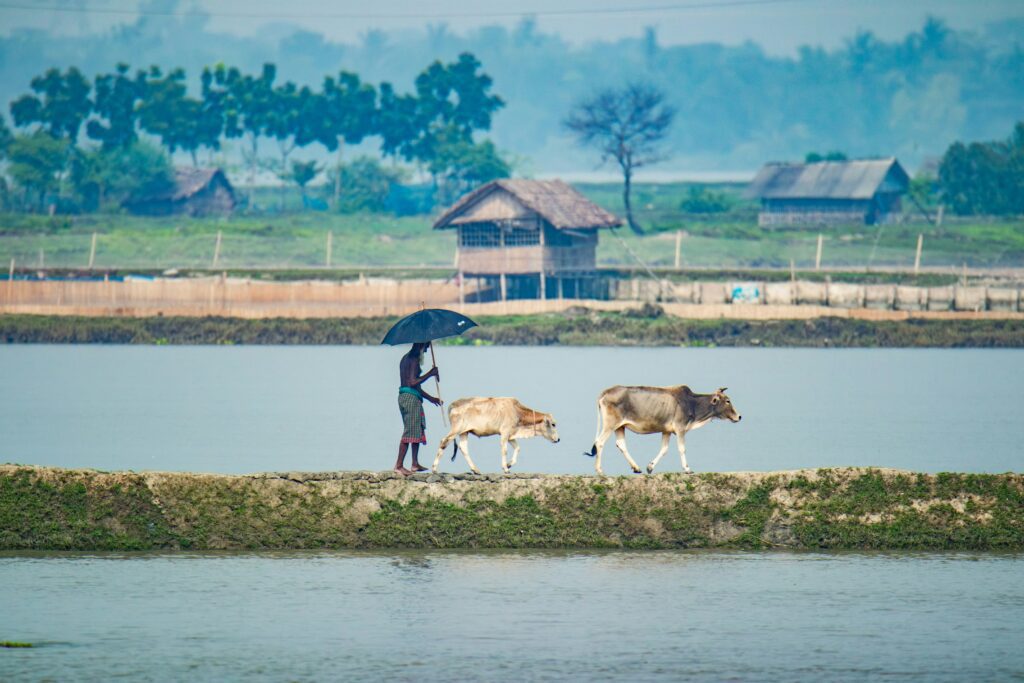 One Health - Water - Cows