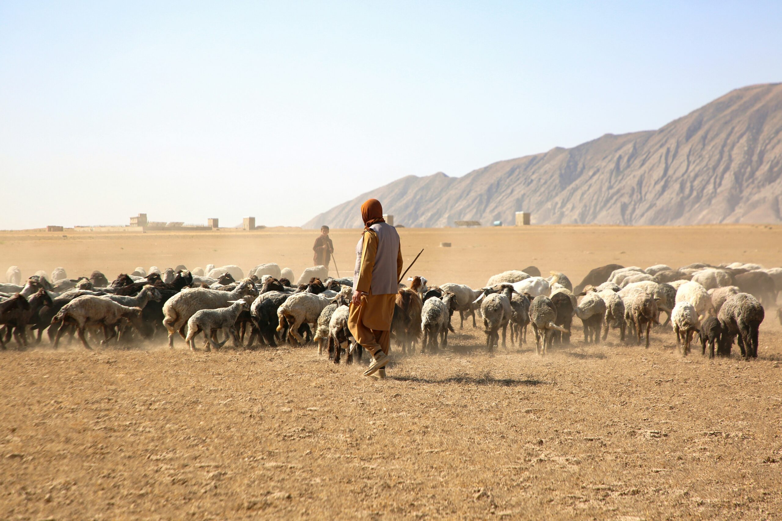 Cows Shepard One Health Desert Workshop Report Unsplash