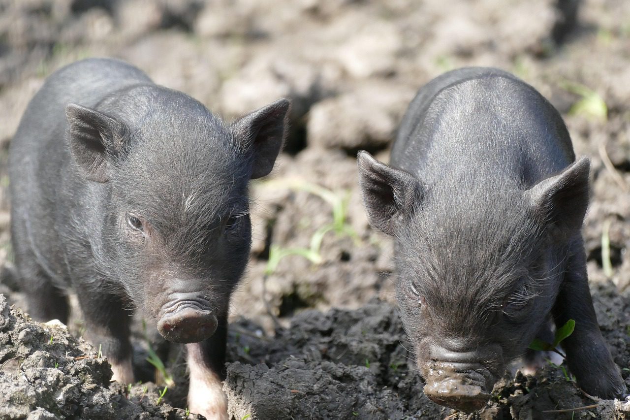 pot-bellied-pig-7815680_1280