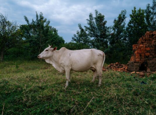 State of the art Cow Zebu Zen Bricks