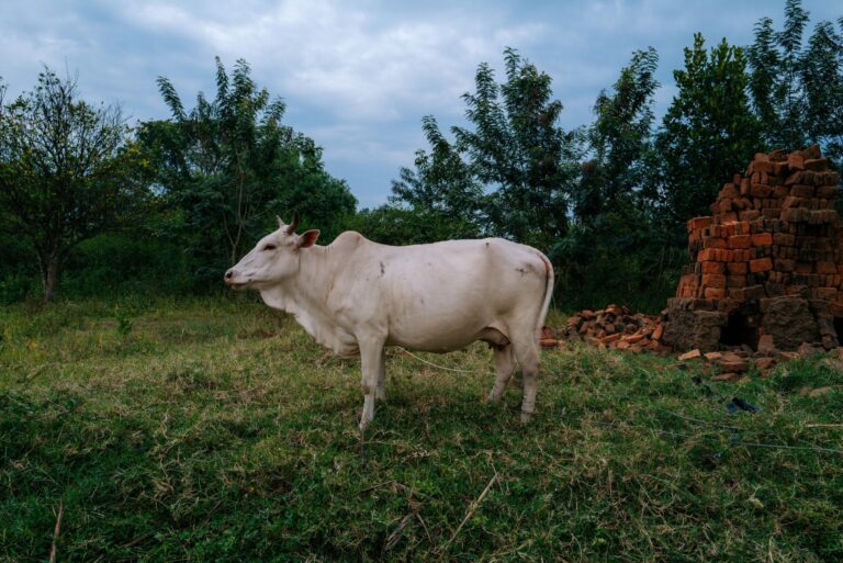 State of the art Cow Zebu Zen Bricks