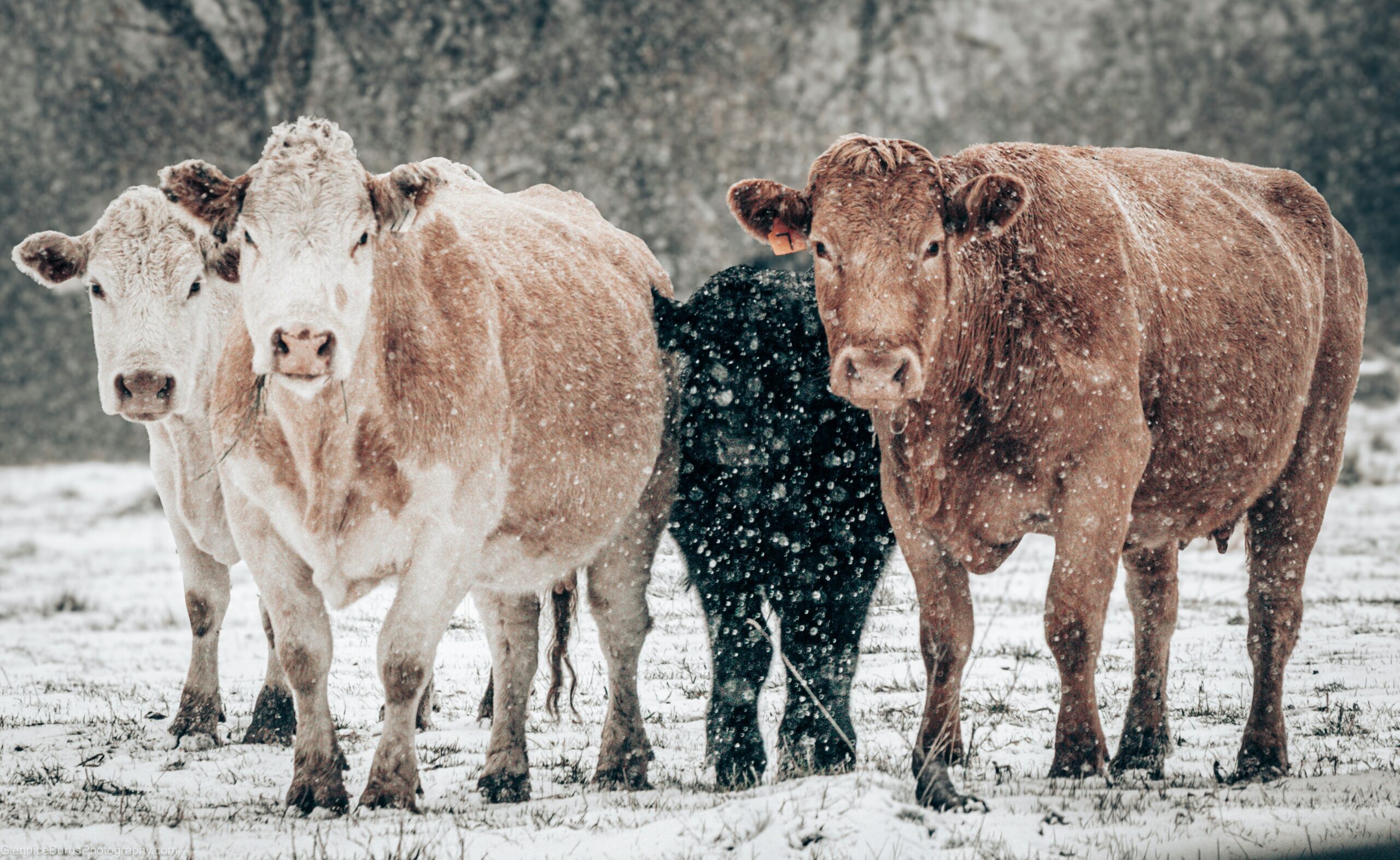 Winter Cows Unsplash
