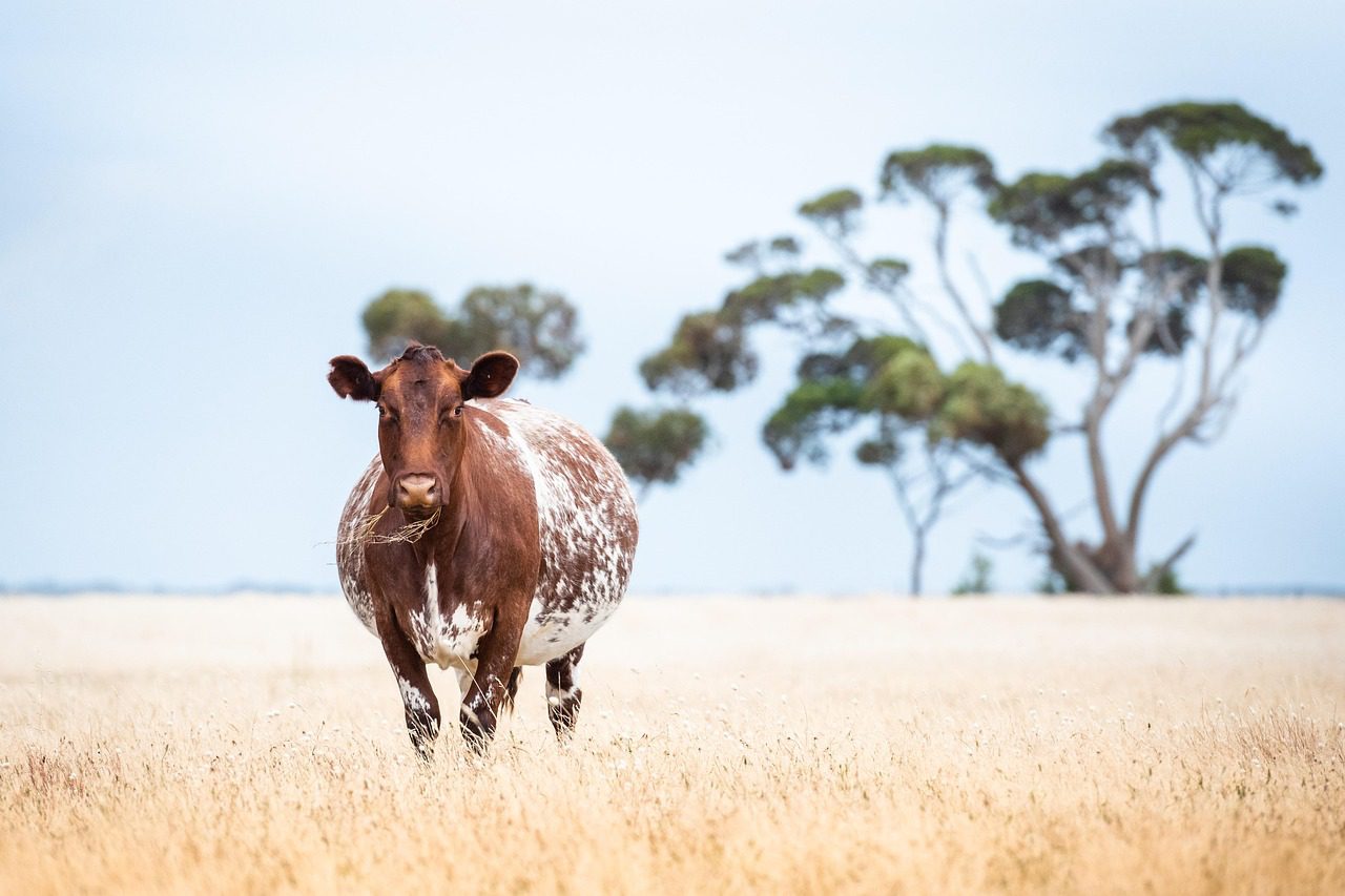 cow-6992475_1280