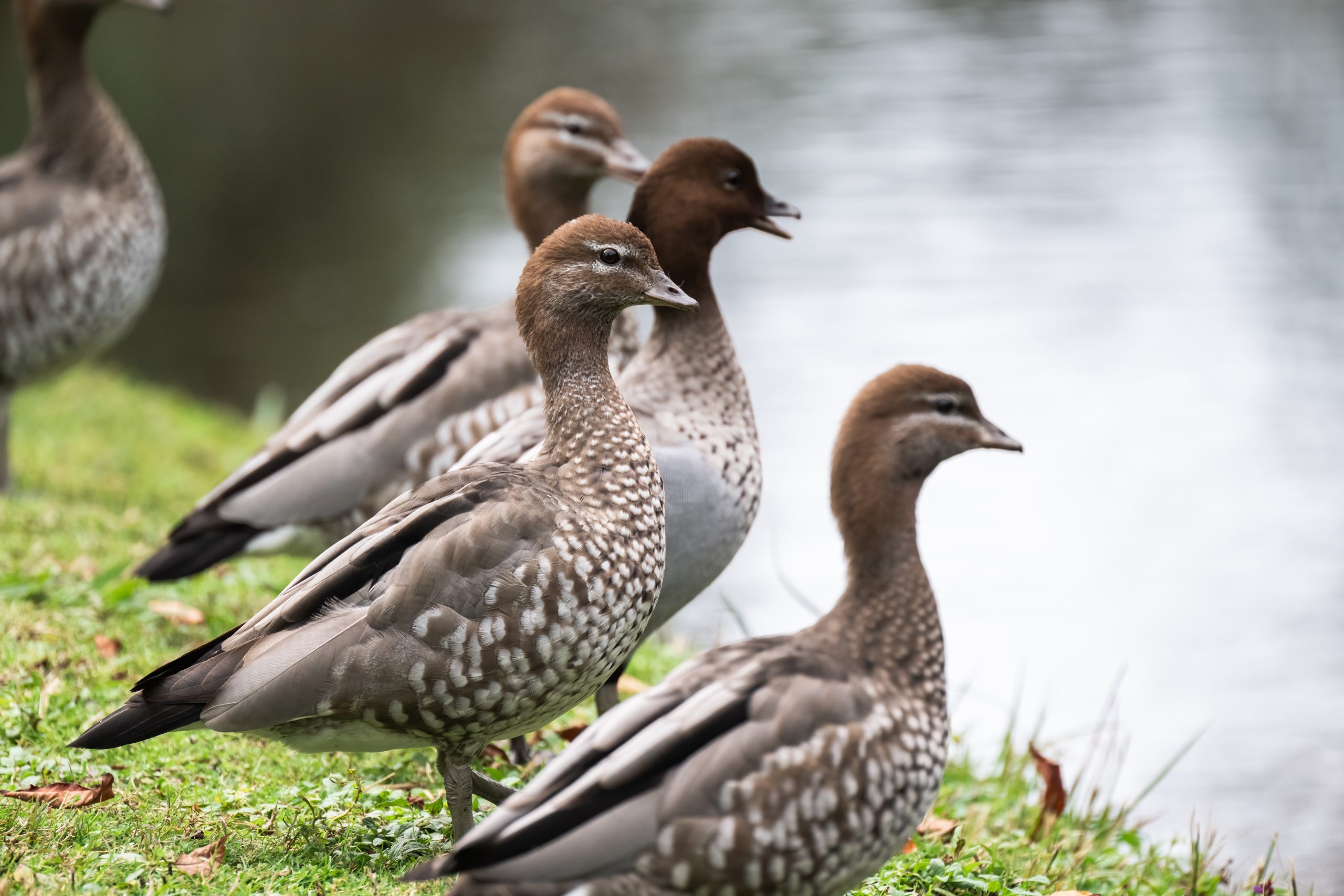 pen_ash-australian-wood-ducks-8012590